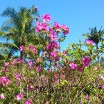 Pousada da Praia do Félix · Primavera